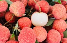 Vải thiều Việt Nam lên kệ siêu thị Đức