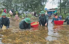 Quảng Trị: Dành 320 tỷ đồng khắc phục hậu quả mưa lũ do bão số 1