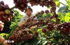 Giá cà phê suy giảm