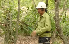 Nhà báo hơn 10 năm trồng rừng trên cát trắng