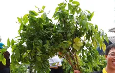 Chàng trai dân tộc Mông gần 10 năm trồng triệu cây xanh