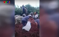Xe tải bị lật, 4 tấn vải bị lấy sạch chỉ sau một đêm