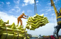 Giá gạo xuất khẩu nửa đầu năm giảm