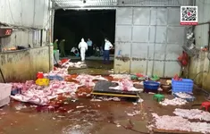 Khởi tố 3 đường dây buôn bán lợn bệnh, lợn chết