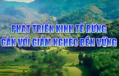 Phóng sự: Phát triển kinh tế rừng gắn với giảm nghèo bền vững