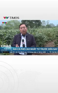 Nông dân Quảng Trị phấn khởi vì giá cà phê cao nhất từ trước đến nay 