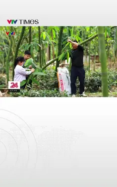 Nở rộ nghề "hái lá lấy tiền" ở Phú Thọ