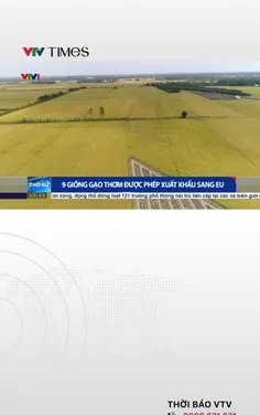 9 giống gạo thơm được phép xuất khẩu sang EU