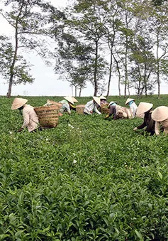 Ngành chè Lâm Đồng nói không với Fipronil