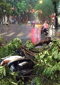 Hàng loạt cây đổ do mưa, dông lớn ở Hà Nội