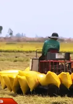 Thương hiệu gạo quốc gia - Điểm mấu chốt trong tái cơ cấu ngành lúa