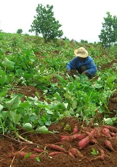 Vĩnh Long tìm thị trường ổn định cho khoai lang