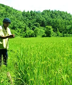 Quảng Nam: Phát triển lúa nước đảm bảo an ninh lương thực vùng cao