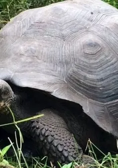 Xác định loài rùa khổng lồ mới tại quần đảo Galapagos, Ecuador