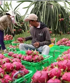 Nông dân Bình Thuận không ‘mặn mà’  trồng thanh long VietGAP