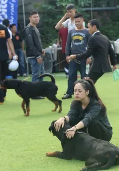 Dogshow Rottweiler 2015: Ngày hội của những người yêu chó miền Bắc