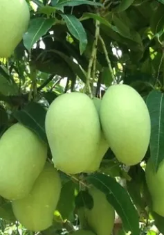 Đề nghị Nhật Bản mở cửa cho xoài Việt Nam