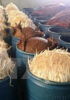 TT-Huế: Phạt cơ sở làm giá đỗ bằng hóa chất 30 triệu đồng