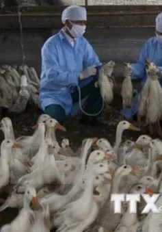 Cảnh báo nguy cơ bùng phát dịch H5N1 tại Cà Mau