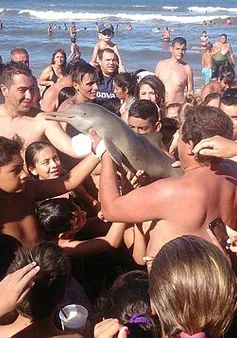 Cá heo con chết "tức tưởi" vì chụp ảnh selfie tại Argentina