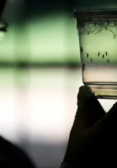 Sau Nam Mỹ, virus Zika chính thức "tấn công" nước Mỹ