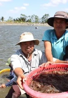 Cà Mau quy hoạch lại vùng sản xuất tôm nguyên liệu