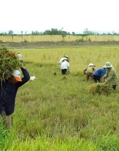 Mở rộng đối tượng miễn thuế sử dụng đất nông nghiệp