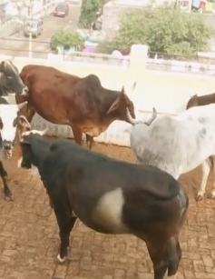 Nước tiểu bò… bán chạy hơn sữa ở Ấn Độ