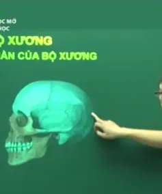 Trường học mở môn Sinh học: Bộ xương và các thành phần của bộ xương