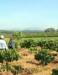 Kon Tum trồng mới trên 1.000 ha cà phê