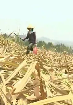 Gia Lai: Hạn hán kéo dài, mía chết cháy