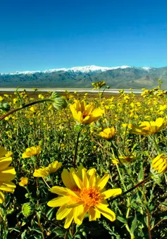 Đẹp mê cánh đồng hoa dại tại Thung lũng chết, California