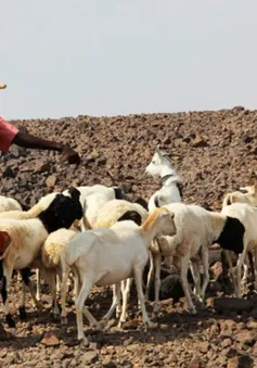 Hạn hán nghiêm trọng nhất trong nửa thế kỷ tại Ethiopia