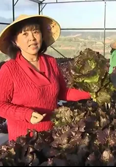 Người phụ nữ thành công với kỹ thuật trồng rau sạch bằng thủy canh