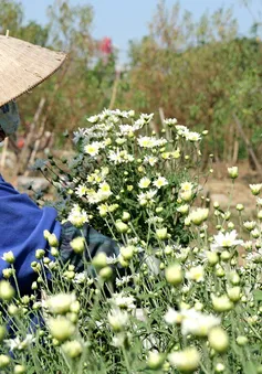 Người trồng hoa Nhật Tân phấn khởi vì cúc họa mi được mùa, được giá