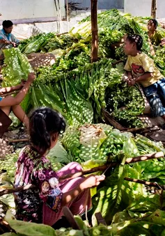 Lao động trẻ em trên những cánh đồng thuốc lá tại Indonesia