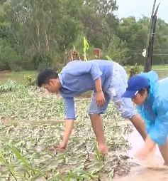 Lũ chồng lũ, người trồng hoa Tết Phú Yên trắng tay