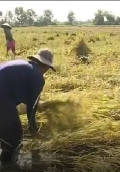 Thương lái không thu mua, người trồng lúa Kiên Giang điêu đứng