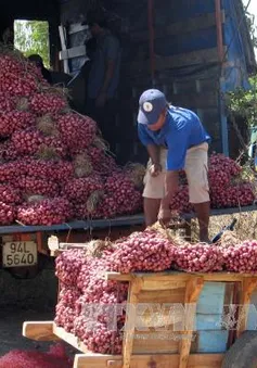 Giá hành tím Sóc Trăng tăng gấp 4 lần