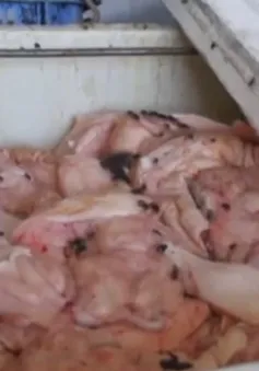 Đà Nẵng phát hiện cơ sở chế biến động vật “chui” tuồn mỡ bẩn ra thị trường