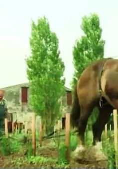 Ngựa kéo cày trong vườn nho tại Pháp