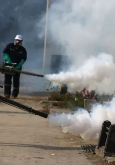 Brazil quyết tâm ngăn chặn virus Zika