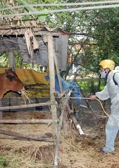 Thanh Hóa: Bùng phát dịch lở mồm long móng