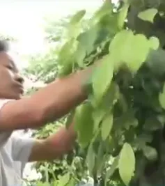 Nông dân liên tục "dính bẫy" ký gửi nông sản