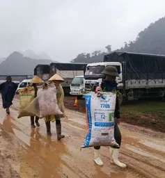 Trâu bò không thả rông, người dân “giữ ý” cho phim trường King Kong 2