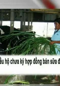 Bí đầu ra, người nông dân “khóc ròng” với sữa bò