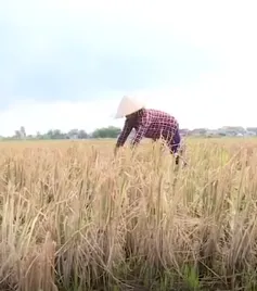 Nhiều địa phương không sản xuất vụ Đông
