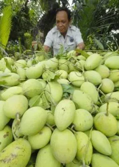 Tiền Giang: Giá xoài cát Hòa Lộc tăng cao