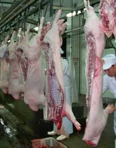 Xuất khẩu lợn sữa tăng mạnh