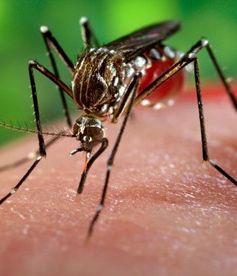 “80% người nhiễm virus Zika không có triệu chứng”